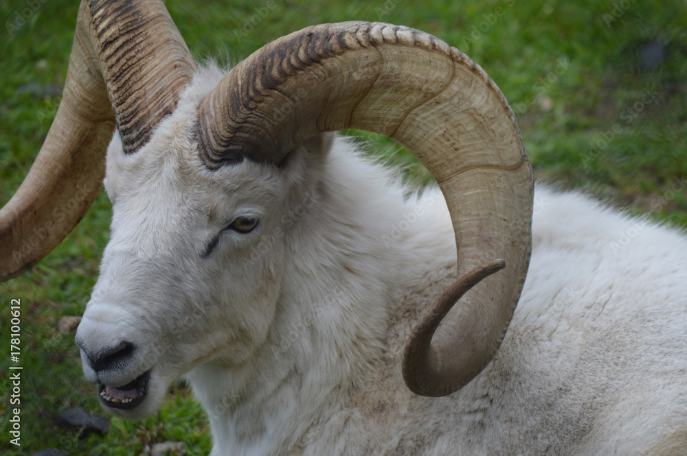 Poster Dall Sheep