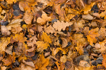 Fallen autumn yellow leaves lying on ground. Leaf texture background.