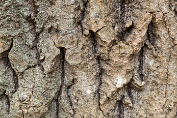 Tree bark background. Brown texture of the old tree.