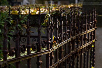 Old rusty metal fence, selective focus