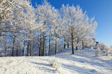 Deciduous tree forest with snow