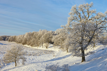 Oak trees on the hill