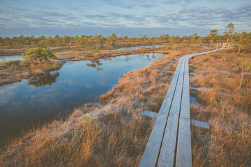 Stunning sunrise in swamp at Ķemeri national park, Latvia. Sunlight shines over the frosty marsh. Wooden trail leading to the watch tower surrounded by swamp pounds and junipers.
