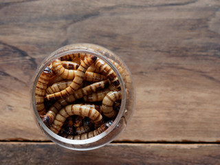 A group of super or giant worms crawl inside small brandy glass over dark wooden surface used as background in exotic pet food, insect, Halloween, celebration, decoration, scary, and haunting concepts