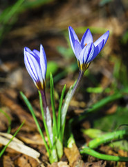 Beautiful blue crocus flowers closeup