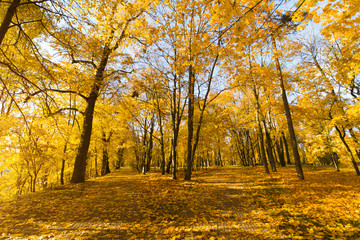 Bright fallen leaves in autumn forest at sunny weather. Fall maple trees. Yellow nature background