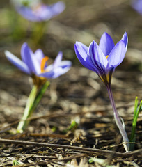 Beautiful blue crocus flowers closeup
