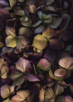 Overhead shot of dried purple and green hydrangea flowers