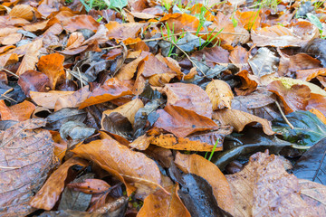 nasser Boden - Laub im Herbst im Wald 