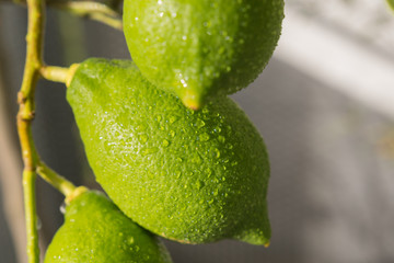 Zitronen am Baum mit Wassertropfen 