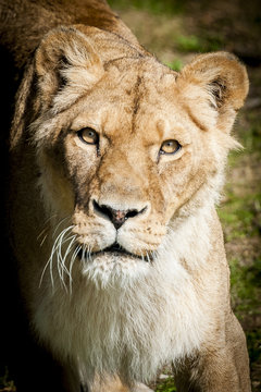Portrait de lionne