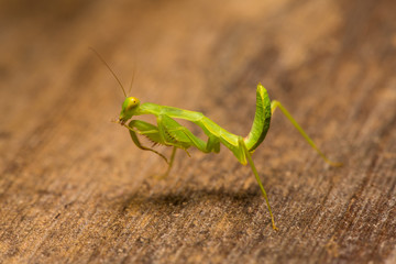 The praying mantis in various gestures.