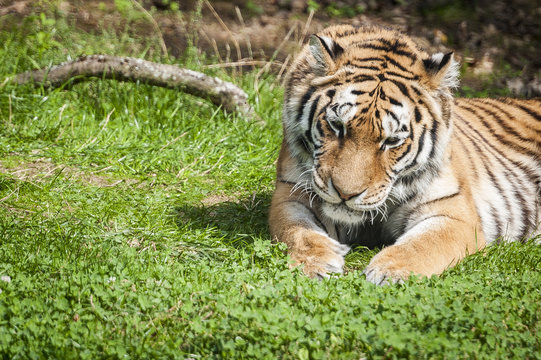 Tigre