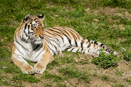 Tigre allongé