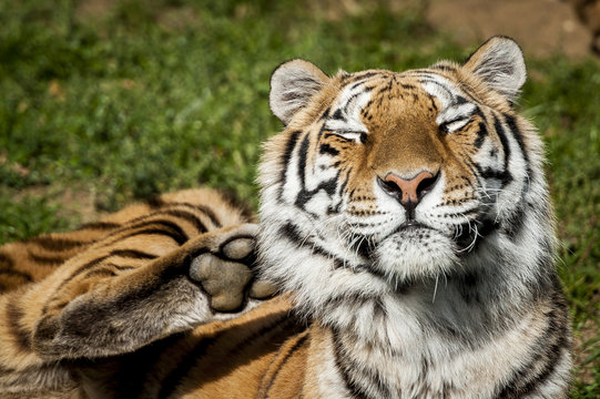 Tigre qui se gratte