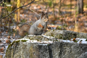 Naklejka na ściany i meble Squirrel on the stone