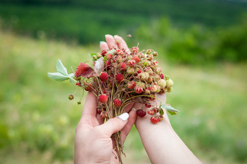 bouquet of wild strawberries in female hands