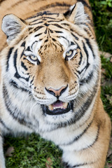 Tigre