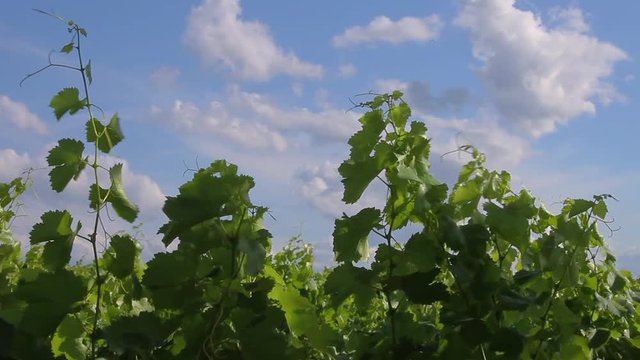vineyard