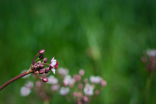flowering Susak on green background