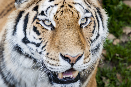 Portrait close up d'un tigre