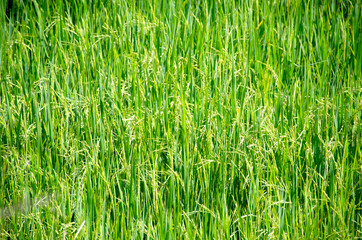 Landscape green rice fields are beautiful produce grains in Thailand