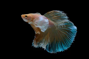 Gordijnen The moving moment beautiful of yellow siamese betta fish or half moon betta splendens fighting fish in thailand on black background. Thailand called Pla-kad or dumbo big ear fish. © Soonthorn