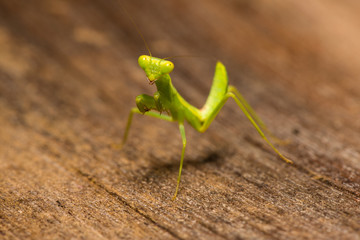The praying mantis in various gestures.