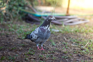 Dove on the lawn for nuts.