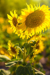 Sunflower has many flowers.