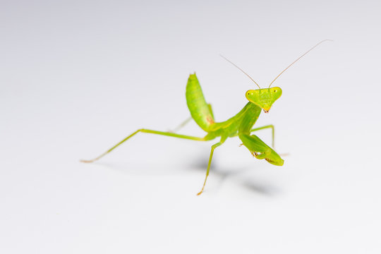 The praying mantis in various gestures.