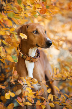 beautiful red azawakh dog portrait in autumn 