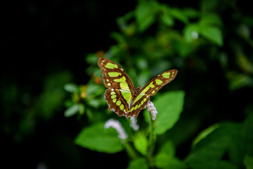 Green brown butterfly sitting on white flowers