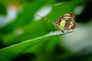 Butterfly on grass blade