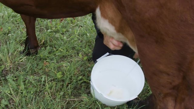 A milkmaid milking a dairy cow in the green filed