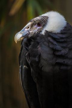Andean Condor in profile