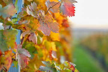 Close up of autumn vineyard with yellow leaves