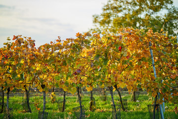 Fototapeta na wymiar Autumn colored vineyard with yellow leaves