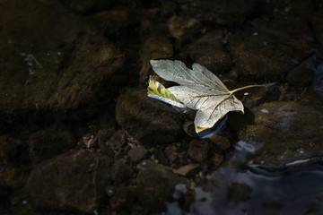 Sycamore leaf floating on river water