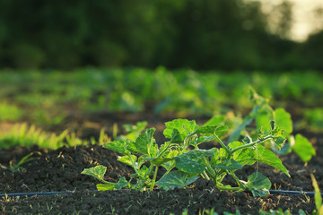 Melon bushes on plantation