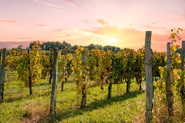 Tuinposter wijngaard van Jurancon in Frankrijk met een zonsondergang © Philipimage