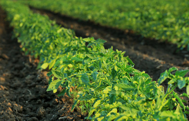 Tomato bed on plantation