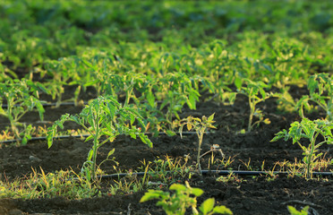 Tomato bushes on plantation