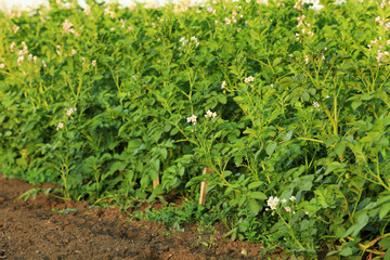 Fototapeta na wymiar Tomato bushes on plantation