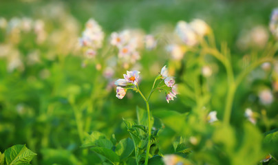 Closeup of potato bushes on plantation