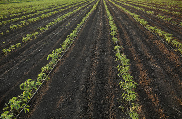 Fototapeta na wymiar Tomato beds on plantation