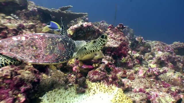 Sea turtle beautifully floats on clean clear underwater seabed in Maldives. Marine background. Swimming in world of colorful wildlife of reefs. Abyssal relax diving. Unique video closeup footage.