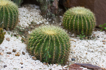 Cactus