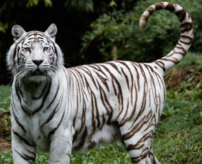 Tigre blanc