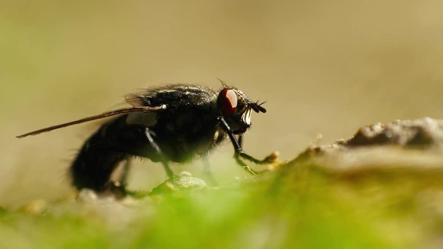 Fly (Musca Domestica) Macro On Leaf